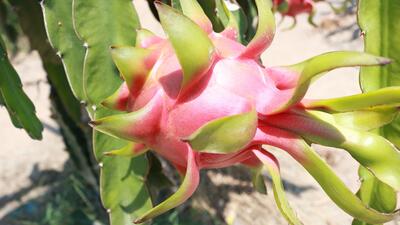 Purple_Dragon_fruit__2__cfa6a