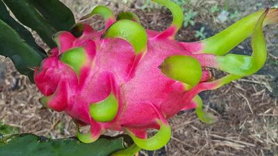RED_Dragon_fruit__2__d828e
