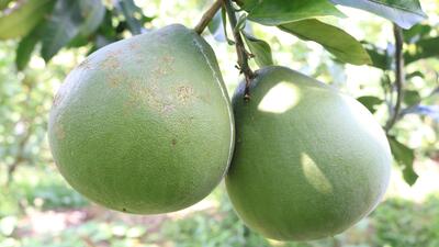 pomelo_0574b