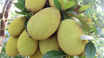 jackfruit_9176a