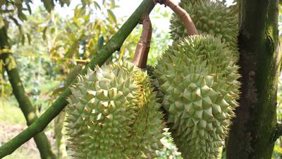 durian_b4694