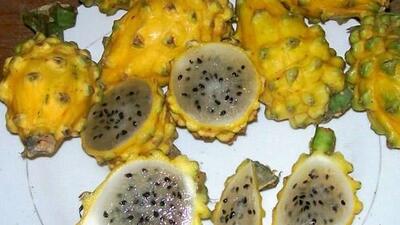 Yellow flesh dragon fruit_eb65d