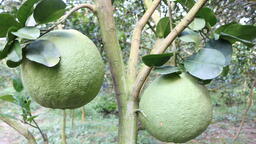 Green Skin Pomelo