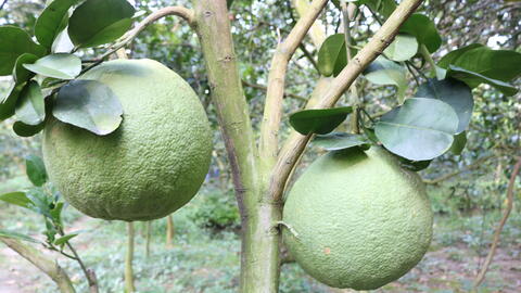 Green Skin Pomelo
