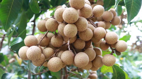 Longan