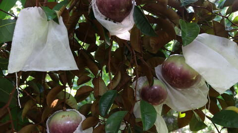Bach Thao Star Apple (Purple Brown Star Apple)