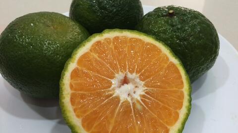 Green Oranges (King mandarin)