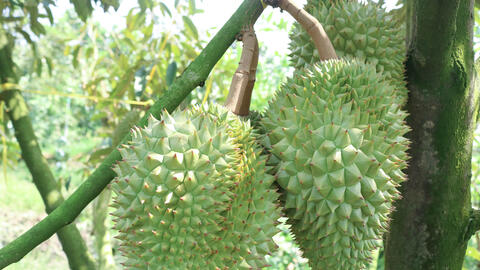 Durian