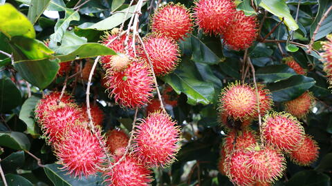 Rambutan Fruit