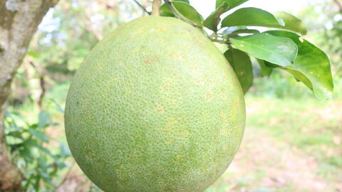 Nam Roi Pomelo