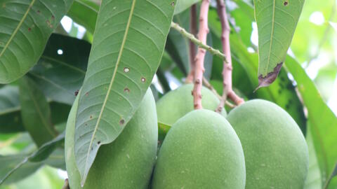 Tuong Mango