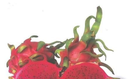 Red Dragon Fruit